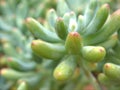 Closeup green cactus ,succulent desert plant in garden with soft focus and green blurred background Royalty Free Stock Photo
