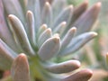 Closeup green cactus ,succulent desert plant in garden with soft focus and green blurred background Royalty Free Stock Photo