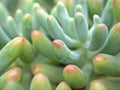 Closeup green cactus ,succulent desert plant in garden with soft focus and green blurred background Royalty Free Stock Photo