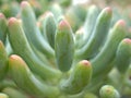 Closeup green cactus ,succulent desert plant in garden with soft focus and green blurred background Royalty Free Stock Photo