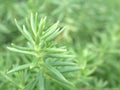 Closeup green cactus ,succulent desert plant in garden with soft focus and green blurred background Royalty Free Stock Photo