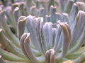 Closeup green cactus ,succulent desert plant in garden with soft focus and green blurred background