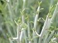 Closeup green cactus ,succulent desert plant in garden with soft focus and green blurred background Royalty Free Stock Photo