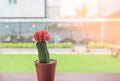 Closeup green Cactus on table near window in the garden Royalty Free Stock Photo