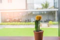 Closeup green Cactus on table near window in the garden Royalty Free Stock Photo