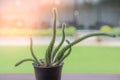 Closeup green Cactus on table near window in the garden Royalty Free Stock Photo