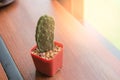 Closeup green Cactus on table near window in the garden Royalty Free Stock Photo