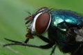 Closeup of green carrion fly on a green leaf Royalty Free Stock Photo