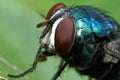 Closeup of green carrion fly on a green leaf Royalty Free Stock Photo