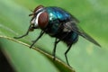 Closeup of green carrion fly on a green leaf Royalty Free Stock Photo
