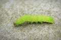Closeup on the green caterpillar of the angle shades moth, Phlogophora meticulosa