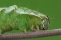 Closeup on the green caterpillar of the Dot moth, Melanchra persicariae, sitting on a twig against a blurred background Royalty Free Stock Photo