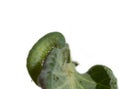 Closeup of green caterpillar on a leaf isolated in white background Royalty Free Stock Photo