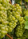 Closeup of green Chardonnay grapevines in Lombardy, Northern Italy.