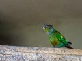 Closeup of a green cheeked parakeet walking over a branch, a colorful small parrot from brazil Royalty Free Stock Photo