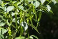 Green Chili Plant Full of Fruits