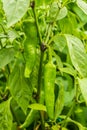 Green chilli, chile, chilli, peppers, growing in lush green garden Royalty Free Stock Photo