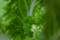 Green chinese cabage on natural green background Royalty Free Stock Photo