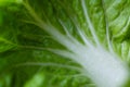 Green chinese cabage on natural green background