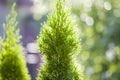 Closeup of green christmas leaves of thuja tree on green bokeh background. Twig of occidentalis evergreen coniferous bush, also