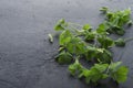 Closeup of green clover petals on the dark surface.Empty space Royalty Free Stock Photo