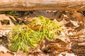 Clubmoss under fallen trunk in Springtime