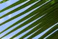 Closeup green coconut leaf of palm tree and blue sky Royalty Free Stock Photo