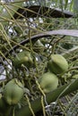 Green coconuts hanging on a palm