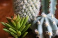 Closeup green color of blooming cactus flower is Astrophytum asterias is a species of white thorn cactus plant Royalty Free Stock Photo