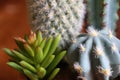 Closeup green color of blooming cactus flower is Astrophytum asterias is a species of white thorn cactus plant Royalty Free Stock Photo