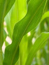 Closeup of a green corn field