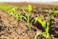 Closeup of green corn sprouts planted in neat rows. Green young corn maize plants growing from the soil