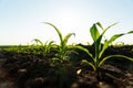 Closeup of green corn sprouts planted in neat rows. Green young corn maize plants growing from the soil. Royalty Free Stock Photo