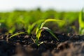 Closeup of green corn sprouts. Young corn plants. Maize seedling in agriculture farm. Backlit young maize seedling. Royalty Free Stock Photo