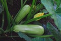 Closeup of a green courgette marrow squash plant with flowers and fruits growing in a garden Royalty Free Stock Photo