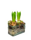 Closeup of green crocus flavus flower with roots and bulbs sprouting in glass vase isolated on white. Tiny seedlings