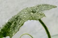 Closeup of a green cucumber leaf with water drops Royalty Free Stock Photo