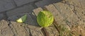 Closeup green cut maclura pomifera fruit as an ingredient for medical ointments