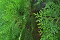 Green cypress tree, macro