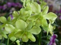 Closeup of Green Dendrobium Orchid flowers Royalty Free Stock Photo