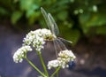 Closeup of green dragonfly sitting on blooming common Valerian Royalty Free Stock Photo