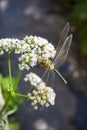 Green dragonfly sitting on blooming common Valerian Royalty Free Stock Photo