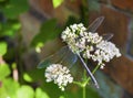 Green dragonfly sitting on blooming common Valerian Valeriana officinalis Royalty Free Stock Photo