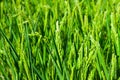 Closeup of green ears of rice