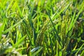 Closeup of green ears of rice