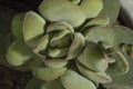 Closeup of a green echeveria subsessilis in front of a blurry background