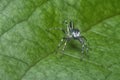 Closeup with the green epeus flavobilineatus spider.
