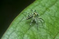 Closeup with the green epeus flavobilineatus spider.