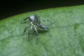 Closeup with the green epeus flavobilineatus spider.