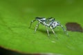 Closeup with the green epeus flavobilineatus spider.